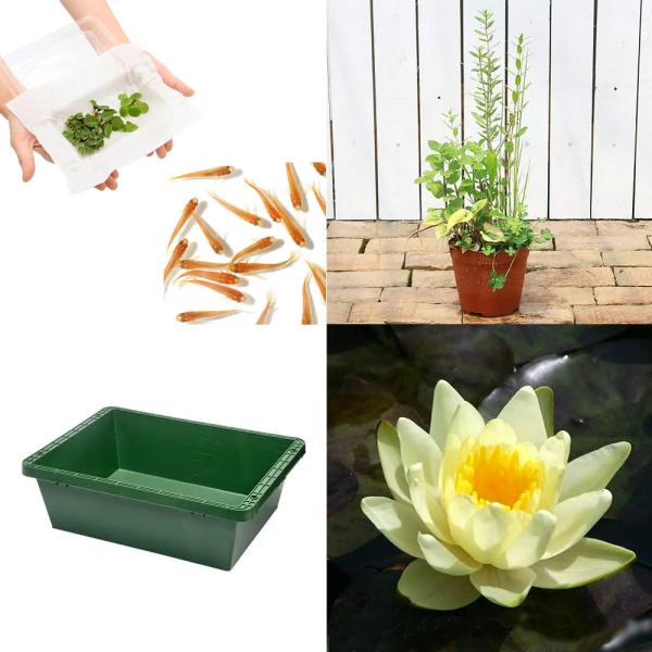 _aqua　sfset　_gardening　スイレン　睡蓮　栽培　育て方　凛　睡蓮鉢フルセット　ビオトープ　鉢　tousei_shiro　ガーデニング　水辺植物　スイレンと鉢のセット　レッド　warm_beige　温帯性　set_onta...