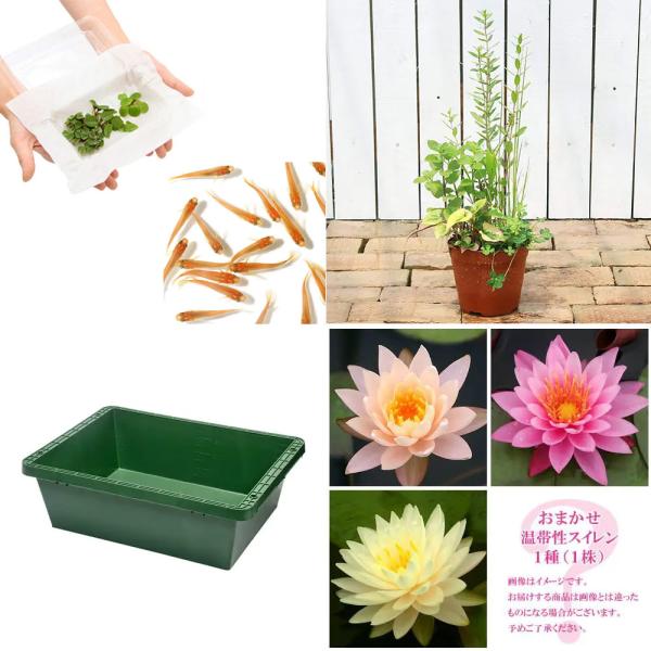 _aqua　sfset　_gardening　スイレン　睡蓮　栽培　育て方　凛　睡蓮鉢フルセット　ビオトープ　鉢　tousei_shiro　ガーデニング　水辺植物　スイレンと鉢のセット　レッド　warm_beige　温帯性　set_onta...