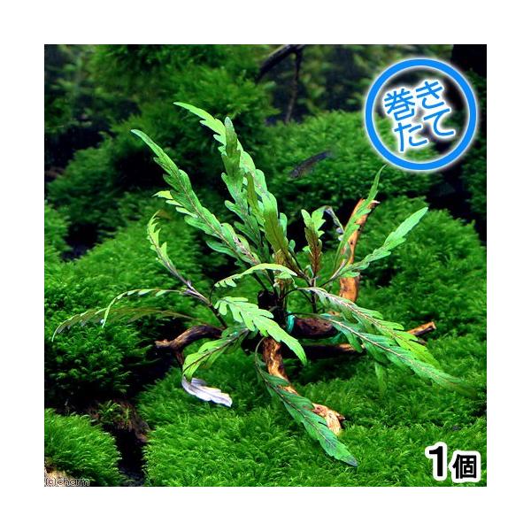 ijā@nCOtBDgiMt@ɏ㗬؁@rTCYi_jiP{jiPTj