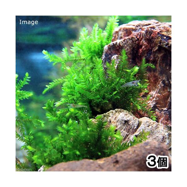 ijISo[X@OXOti_jiRj