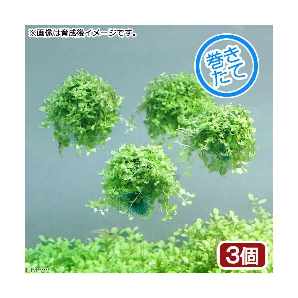 ijā@j[[Wp[OX@o[i_jiRj