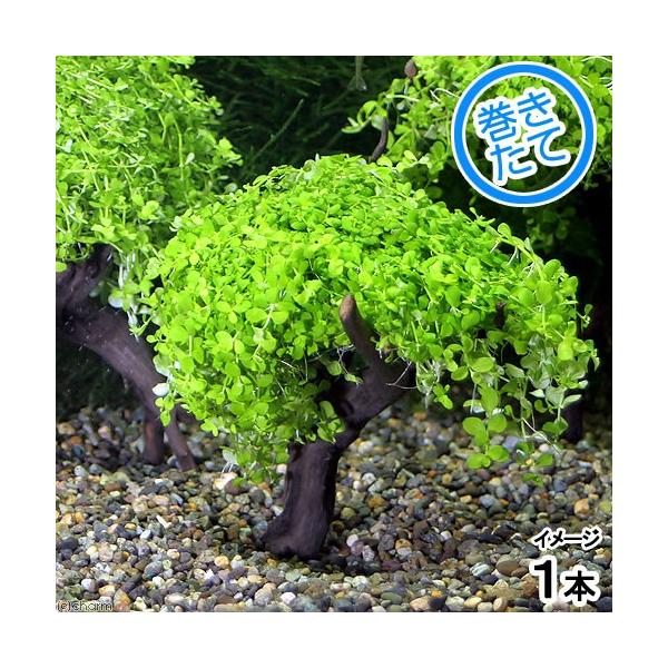 ijā@j[[Wp[OX@c[i_jiPj