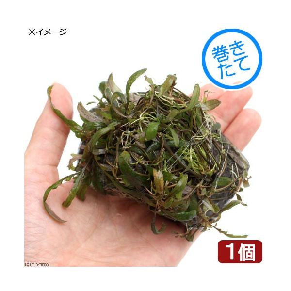 ijā@nCOtBDgiMt@R΁iW`PQji_jiPj