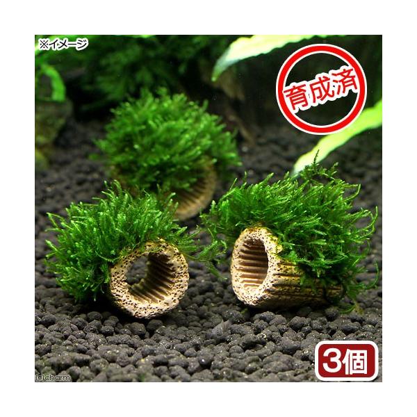 ij琬ρ@Ct}`ijt[Xi_jiRj