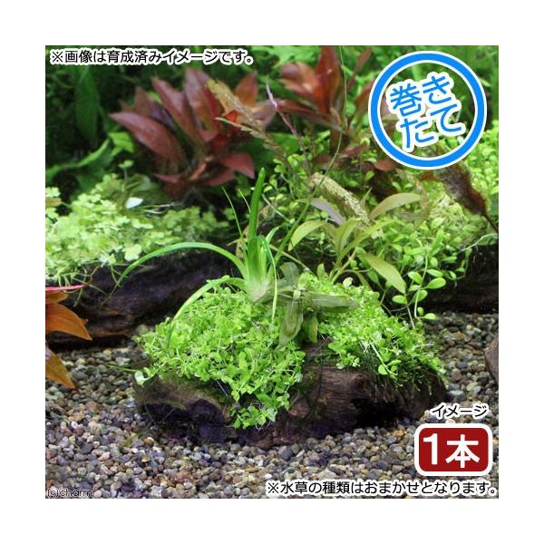 ijā@̐i@؂rTCYi_jiP{jiPTj