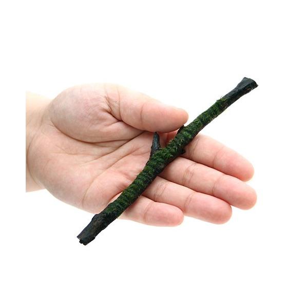 ijā@EH[^[tFU[@XeBbN؁@rTCYiPTjitji_jiR{j