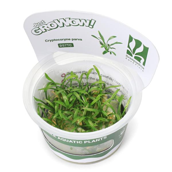 PF_SPQ　水草　前景草　草原　グロウワウ　グロウワオ　組織培養　カップ　グロー　GROW　トロピカ　クリプト　パルバ　ｐａｒｖａ　サトイモ科　Ａｒａｃｅａｅ　クリプトコリネ属　Ｃｒｙｐｔｏｃｏｒｙｎｅ　YT　20240420　2024ｚ...