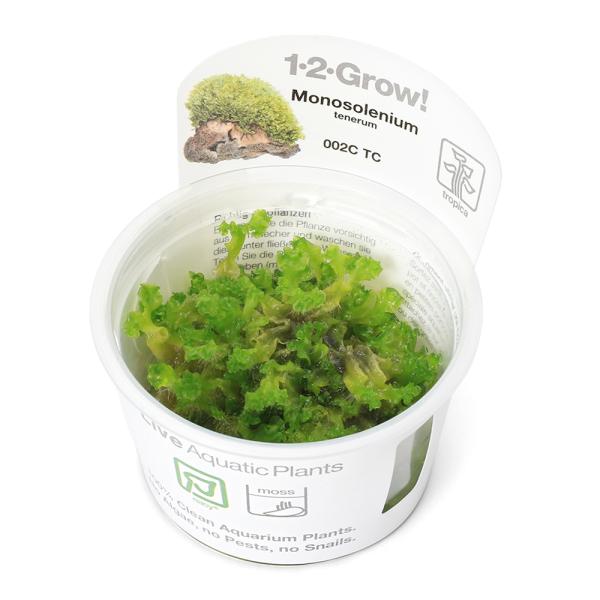 チャーム（charm） （水草）組織培養1−2−GROW！ ヤワラ