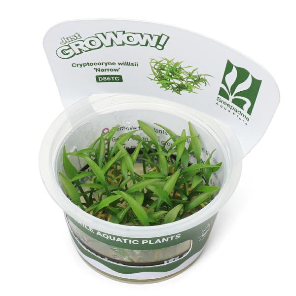 PF_SPQ　水草　中景草　低光量　陰性　グロウワウ　グロウワオ　組織培養　カップ　グロー　GROW　クリプトコリネ　クリプト　サトイモ科　Ａｒａｃｅａｅ　クリプトコリネ属　Ｃｒｙｐｔｏｃｏｒｙｎｅ　ｗｉｌｌｉｓｉｉ 　YT　2024071...