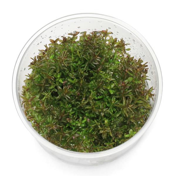 PF_SPQ　水草　中景草　赤系　後景草　組織培養　カップ　ロタラ　マクランドラ　ミニ　ミソハギ科　Ｌｙｔｈｒａｃｅａｅ　キカシグサ属　2024kouki　YT　20240801　2024kouki　y24m08　wplantevent20...