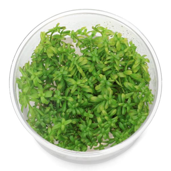 PF_SPQ　水草　中景草　後景草　組織培養　カップ　ロタラ　ロターラ　ワイヤード　ミソハギ科　Lythraceae　キカシグサ属　Rotala　YT　20240820　2024kouki　y24m08　wplantevent202411t...