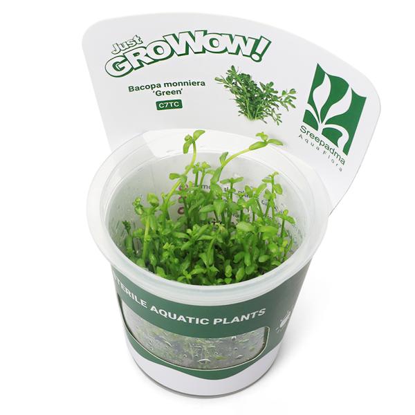 PF_SPQ　水草　後景草　GROWOW　グロウワウ　グロウワオ　組織培養　カップ　GROW　グロー　バコパ　モンニエリ　Ｂａｃｏｐａ　ｍｏｎｎｉｅｒｉ　オトメアゼナ　オオバコ科　Ｐｌａｎｔａｇｉｎａｃｅａｅ　ウキアゼナ属　YT　20240...