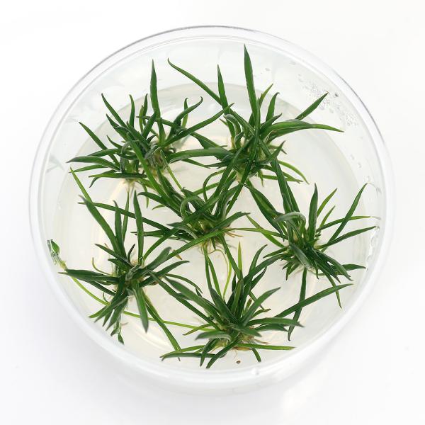 PF_SPQ　水草　前景草　草原　絨毯　組織培養　カップ　オオバコ科　Ｐｌａｎｔａｇｉｎａｃｅａｅ　リトレラ属　Ｌｉｔｔｏｒｅｌｌａ　ｕｎｉｆｌｏｒａ　NH　20240913　2024kouki　y24m09　wplantevent2024...