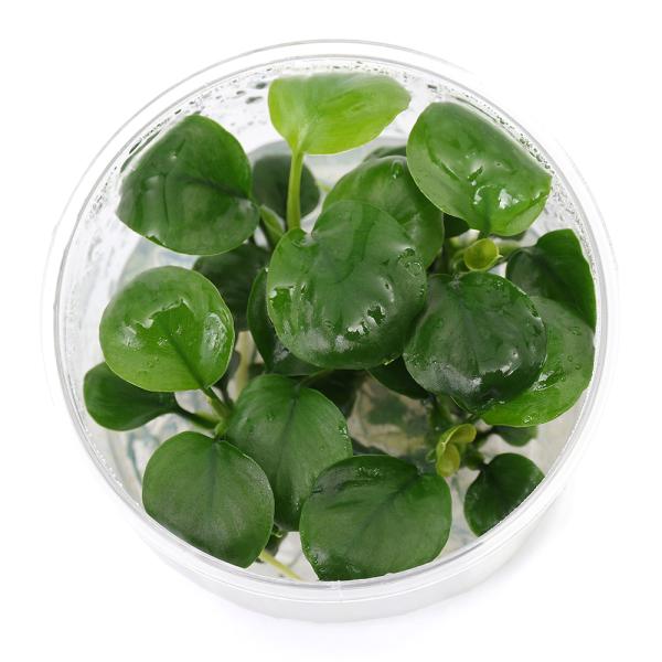 PF_SPQ　水草　活着　低光量　組織培養　カップ　アヌビ　Ａｎ　コイン　アヌビアスナナ　バルテリー　ラウンド　コインリーフ　サトイモ科　Ａｒａｃｅａｅ　アヌビアス属　Ａｎｕｂｉａｓ　ｂａｒｔｅｒｉ　20241204　ＹＴ　NH　y24m1...