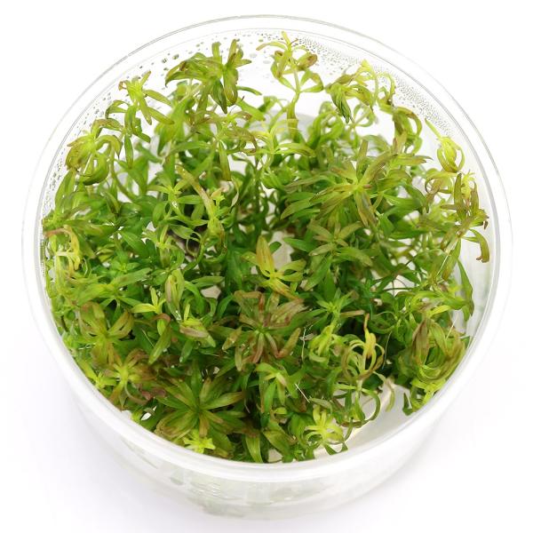 PF_SPQ　水草　後景草　赤い　組織培養　カップ　Ｌｕｄｗｉｇｉａ　ルドウィジア　アカバナ科　Ｏｎａｇｒａｃｅａｅ　チョウジタデ属　ｉｎｃｌｉｎａｔａ　ｖａｒ．ｖｅｒｔｉｃｉｌｌａｔａ　’Ｐａｎｔａｎａｌ’　’Ｍｅｔａ’　パンタナル　レッ...