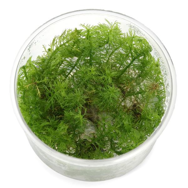 PF_SPQ　水草　中景草　後景草　組織培養　カップ　南米　ブラジル　マットグロッソ州　アリノトウグサ科　Ｈａｌｏｒａｇａｃｅａｅ　フサモ属　Ｍｙｒｉｏｐｈｙｌｌｕｍ　Ｍｙｒｉｏｐｈｙｌｌｕｍ　20250515 2025tuuki　y25m...