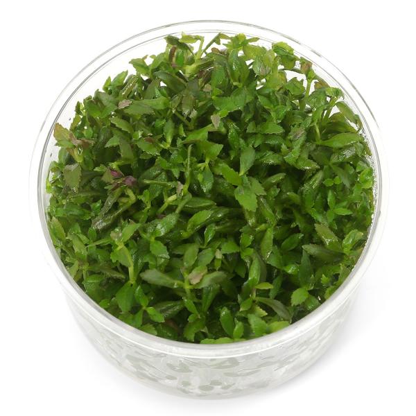 PF_SPQ　水草　中景草　後景草　　組織培養　カップ　ゴマノハグサ科　Ｓｃｒｏｐｈｕｌａｉａｃｅａｅ　Ｌｉｍｎｏｐｈｉｌａ　ａｒｏｍａｔｉｃａ　red　20250807 2025tsuuki　y25m08