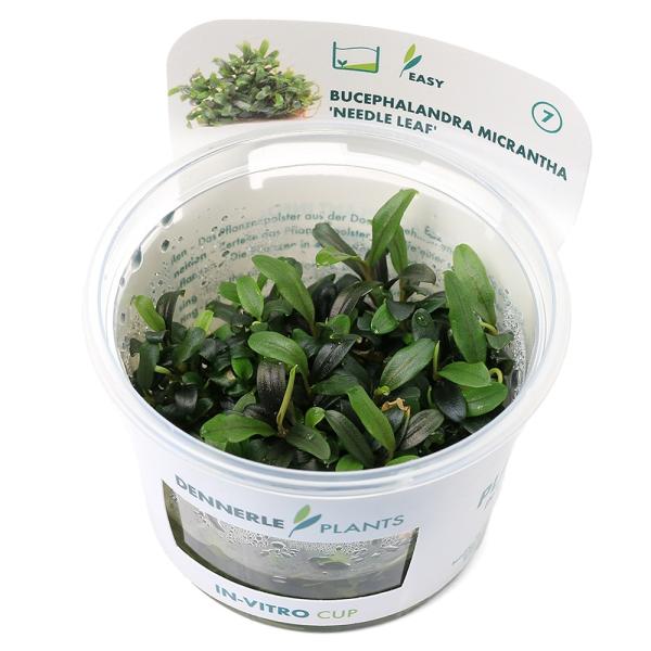 水草）組織培養 デナリー ブセファランドラ ミクランサ ニードルリーフ