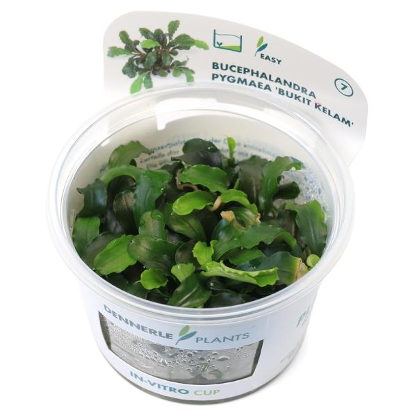 水草）組織培養 デナリー ブセファランドラ ピグマエア 