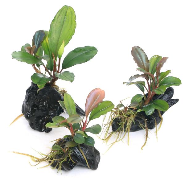 PF_SPQ　水草　水草付き流木　流木付き　育成済み　育成済　活着　活着済み　活着済　活着系　置くだけ　陰性　陰性水草　低光量　前景草　中景草　ワンポイント　水上葉　花　仏炎苞　ブセ付き流木　ブセファランドラ付き　ブセファランドラ付き流木　...