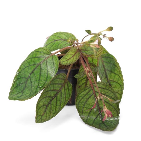 paludariumplants　パルダリウム　テラリウム　PF_SPQ　line2462terarium　teraoriginalpot　all_plants　ポット　発根済み　無農薬　国内生産　ビバリウム　植物　プランツ　レイアウト　初...