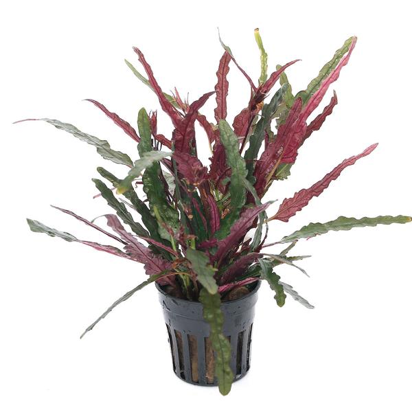 PF_SPQ　line2462terarium　teraoriginalpot　all_plants　ポット　水上葉　無農薬　発根済み　国内生産　テラリウム　ビバリウム　パルダリウム　植物　プランツ　レイアウト　初心者向け　ビギナー　育成済...