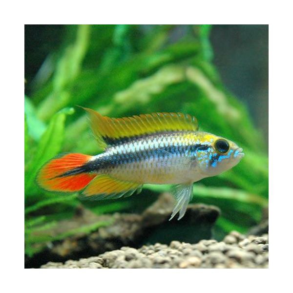 PF_SPQ　熱帯魚・エビ他　シクリッド　アピスト・ラミレジィ・他　アピストグラマアガシジィ　ダブルレッド　１ペア　fish_database　中南米産　dowarf_cichlid　cichlid_beta　kaijyo　MS0106　f...