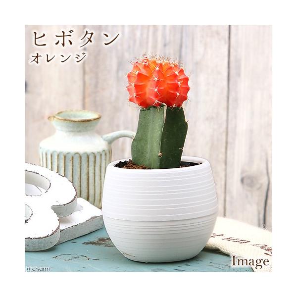 _gardening　_kame　_hachu　ガーデニング　サボテン植物　opuntia_series　blackpot_series　20161002　ＫＹＳ　ヒボタン　ビバリウム　アクアテラリウム　パルダリウム　育て方　育成方法　栽培...