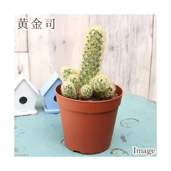 iAjT{e@}~A@i@RiP|bgj