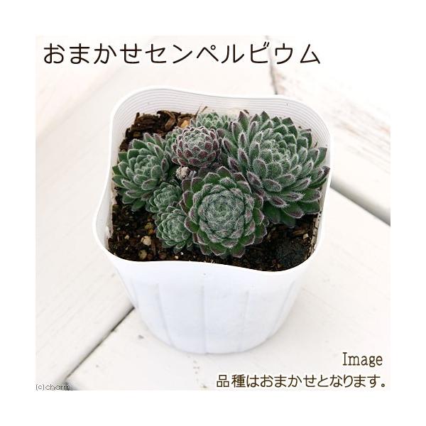 iAjZyrE@i킨܂@Q.TiP|bgj