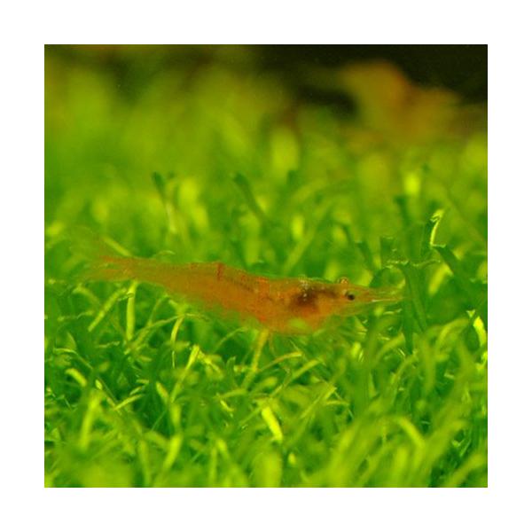 PF_SPQ　_aqua　熱帯魚・エビ他　ヌマエビ系　ブリリアントイエローシュリンプ　３匹　fish_database　Ｃａｒｉｄｉｎａ　ｃｆ．ｐｒｏｐｉｎｑｕａ　ｔｈａｍｂｉｐｉｌｌａｉ　ブリリアントオレンジシュリンプ　マンゴーシュリンプ...