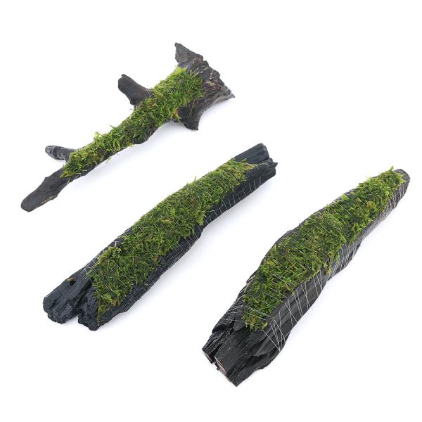 水草）巻きたて ウィローモスsp．ナロー 流木 Lサイズ（約25cm