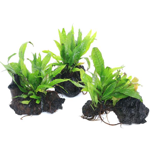 ミクロソリウム活着済み流木 チャーム（charm） （水草）☆活着済☆ ミクロソリウム プテロプス付