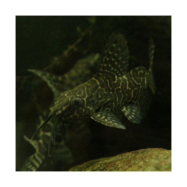 PF_SPQ　_aqua　熱帯魚・エビ他　ナマズの仲間　シノドンティス・エプタルス　１匹　fish_database　ビギナーにオススメ　その他の熱帯魚　Ｓｙｎｏｄｏｎｔｉｓ　ｅｕｐｔｅｒｕｓ　フェザーフィンシノドンティス　アフリカ　コンゴ...