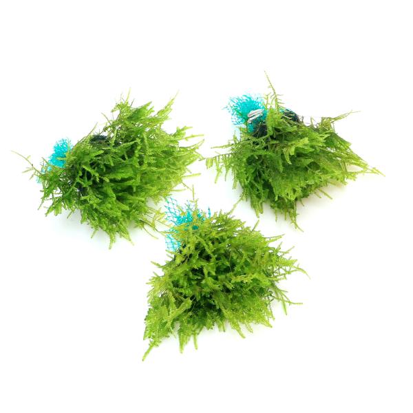 水草）☆育成済☆ ウィローモスsp．ナロー ボール（水中葉）（無農薬