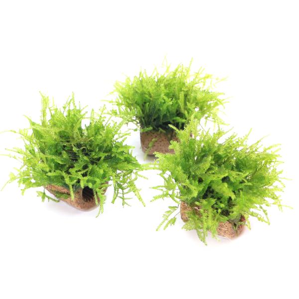 熱帯魚・エビ他　活着する水草　コケの仲間　小型水槽用水草　水草　モス類　育成済み　水中葉　無農薬　三角葉　ワンポイント　隠れ家　ふわふわ　レイアウト　20230910　YN　シュリンプ　メダカ　catmossraise2022willows...