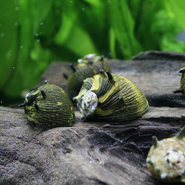 PF_SPQ　_aqua　熱帯魚・エビ他　貝　石巻・サザエ・フネアマ　サンスネール　２匹　fish_database　食べさせる　水槽壁面のコケを綺麗にする　Ｃｌｉｔｈｏｎ　ｓｐ．　スジシマカノコガイ　uZtH2AGk　top_ebi080...