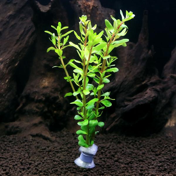 PF_SPQ　熱帯魚　有茎　水草　後景草　中景草　赤い　水草赤い　ロタラ　ロトンジフォリア　レディッシュ　赤系　ロターラ　ロトンディフォリア　有茎草　ミソハギ科　Lythraceae　キカシグサ属　Rotala　47house　レイアウト　...