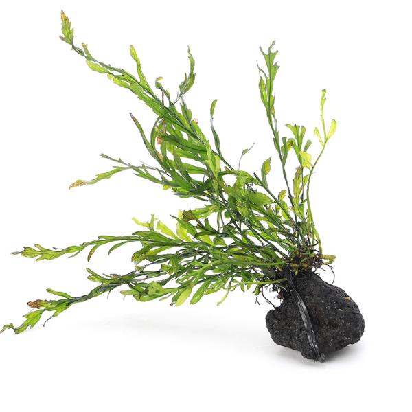 熱帯魚　_aqua　水草　ボルビ・ヒュディ　石付　ZlDKNkRW_wpp　mzks_blbds　qvJZ_3ztT71　wptop7_190807　陰性水草　低光量　しだ　羊歯　ヒュデロッティ　47house　heudelotii　Bol...