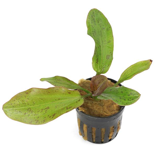 水草）エキノドルス レッドロック ラタイ便（水上葉）（無農薬）（1