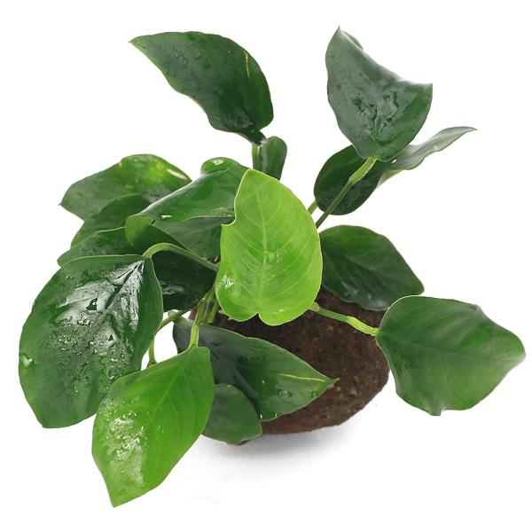 熱帯魚　_aqua　ビギナーにお勧め　活着する水草　アヌビアス　水草　小型　アヌビアスナナ　アヌビアスナナはこちら　20100411　　初心者　セット　tcibutama　LAN　LM_nana　st_anbas　anbassa0213　ア...