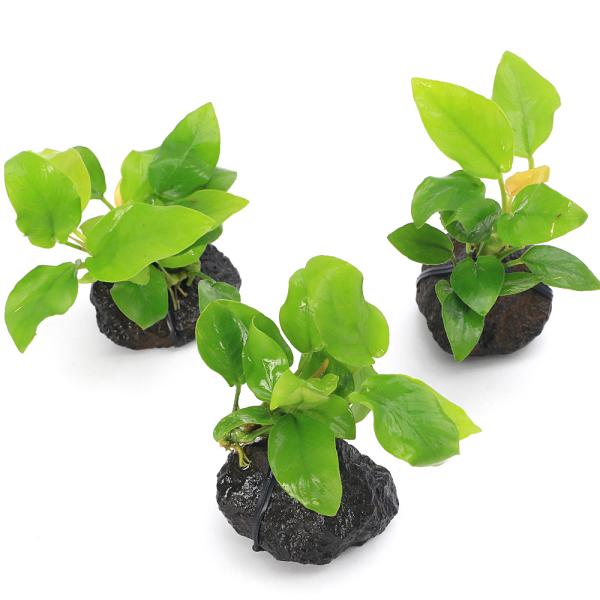 熱帯魚　ビギナーにお勧め　活着する水草　アヌビアス　水草　小型　アヌビアスナナ　アヌビアス・ナナ　LM_nana　陰性水草　低光量　greenplants　初心者向け　溶岩石　ｙ25ｍ01　202501　TFuji　イモリ　イモリウム　両生...