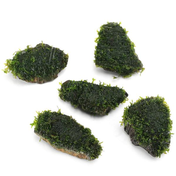 熱帯魚　水草　エビ　ビーシュリンプ　コケ　モス類　ライトグリーン　プレミアムモス　プレミアムグリーンモス　プレモス　ナミガタスジゴケ　モスｓｐ　premoss　風山石　風山石SS　スジゴケ科　小粒　スジゴケ属　置くだけ　簡単　簡単レイアウト...