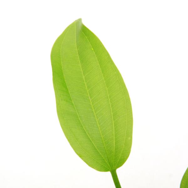 エキノドルスspリオ　イプサバ　水上葉　大株　シュートあり 水草）エキノドルスsp．アルトネグロ産（水上葉）（無農薬）（1