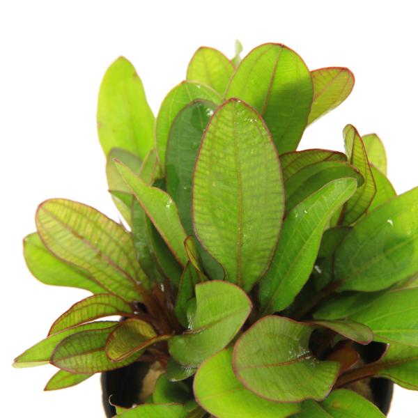 メーカー：?■0〜30 PF_SPQ　水草　エキノとその近縁　中景　後景　エキノドルス　ｄｅｃｕｍｂｅｎｓ　Ｅｃｈｉｎｏｄｏｒｕｓ　オモダカ科　エキノドルス属　Ａｌｉｓｍａｔａｃｅａｅ　Ｅｃｈ　エキノ　Ａｑｕａｒｉｕｓ　アクアリウス　ＹＮ　...