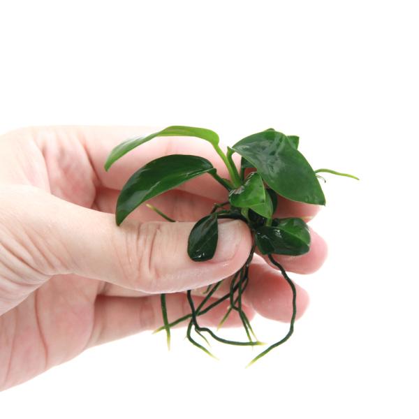 熱帯魚　活着する水草（アヌビアス）　ＣＯ２なしでも育つ水草　水草　アヌビアス　小型　all_plants　アヌビアスナナプチ　ペティテ　アヌビアスナナプチはこちら　アヌビアス・ナナ　陰性水草　低光量　状態　いい水草　　カブ売り　かぶ　202...
