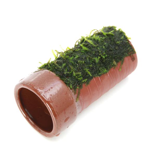 活着する水草　水草　エビ用水草　置くだけ簡単　陰性レイアウト　シェルター　小型水槽向け　初心者向け水草　コケ　モス類　ウィローモス　ビバリウム　アクアテラリウム　モス　ハイゴケ科　ヴェシクラリア属　Vesicularia　dubyana　ウ...