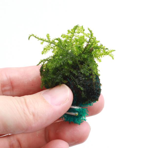 熱帯魚　エビ用水草　水草　モス　ボール　巻き立て　エビが喜ぶアクセサリ　マット状はこちら　シマフクロハイゴケ　Ｖｅｓｉｃｕｌａｒｉａ　ｆｅｒｒｉｅｉ　ハイゴケ科　Ｈｙｐｎａｃｅａｅ　ヴェシクラリア属　Ｖｅｓｉｃｕｌａｒｉａ　2025tuuk...