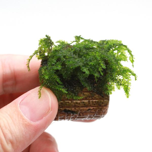 熱帯魚　エビ用水草　水草　モス　ボール　巻き立て　エビが喜ぶアクセサリ　マット状はこちら　シマフクロハイゴケ　Ｖｅｓｉｃｕｌａｒｉａ　ｆｅｒｒｉｅｉ　ハイゴケ科　Ｈｙｐｎａｃｅａｅ　ヴェシクラリア属　Ｖｅｓｉｃｕｌａｒｉａ　2025tuuk...