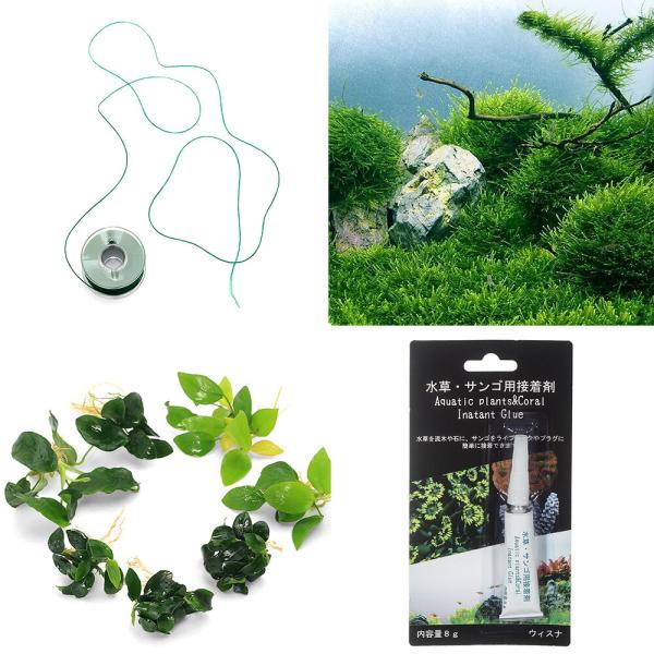 活着する水草　コケの仲間　水草　コケ　モス類　ウィローモス　両爬向き植物水草　ビバリウム　アクアテラリウム　パルダリウム　モスライン　モス付き　アヌビアス　ナナ　陰性水草　低光量　プチ　ナナプチ　セット　かぶうり　20251118　NMIY...